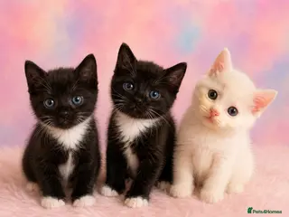 Mixed Breed cats 3 adorable kittens ready now! - Advert 3