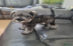 Miniature Schnauzer dogs for sale: Miniature Schnauzer Puppies KC Registered. 5M 2Fm - Image 5