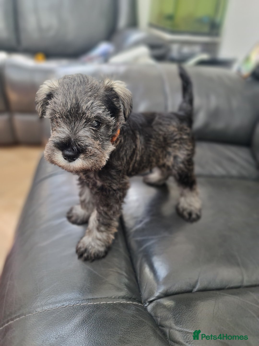 Miniature Schnauzer dogs for sale: Miniature Schnauzer Puppies KC Registered. 5M 2Fm - Image 5