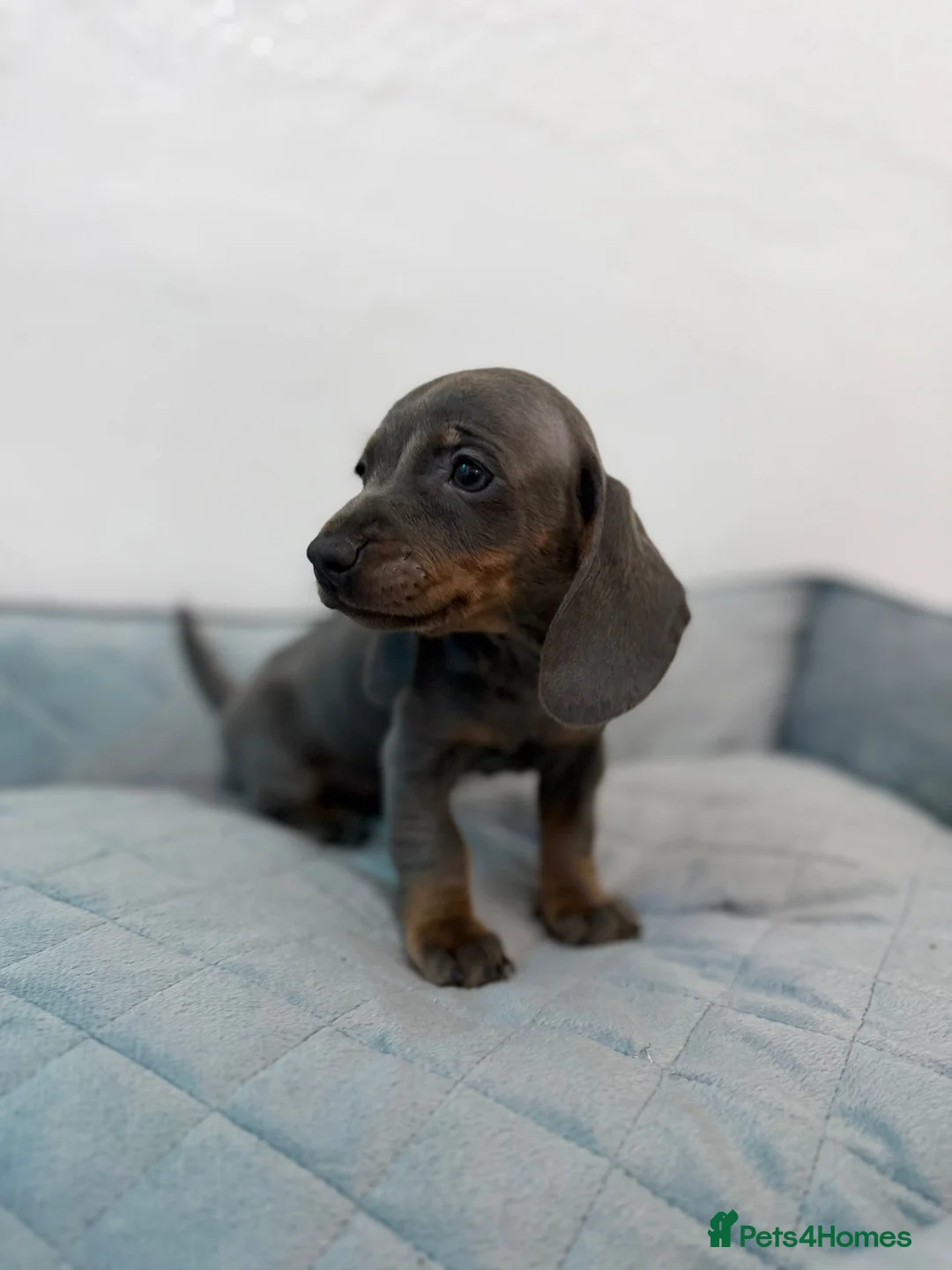 Dachshund dogs for sale: Miniature Dachshund puppies  - Advert 8