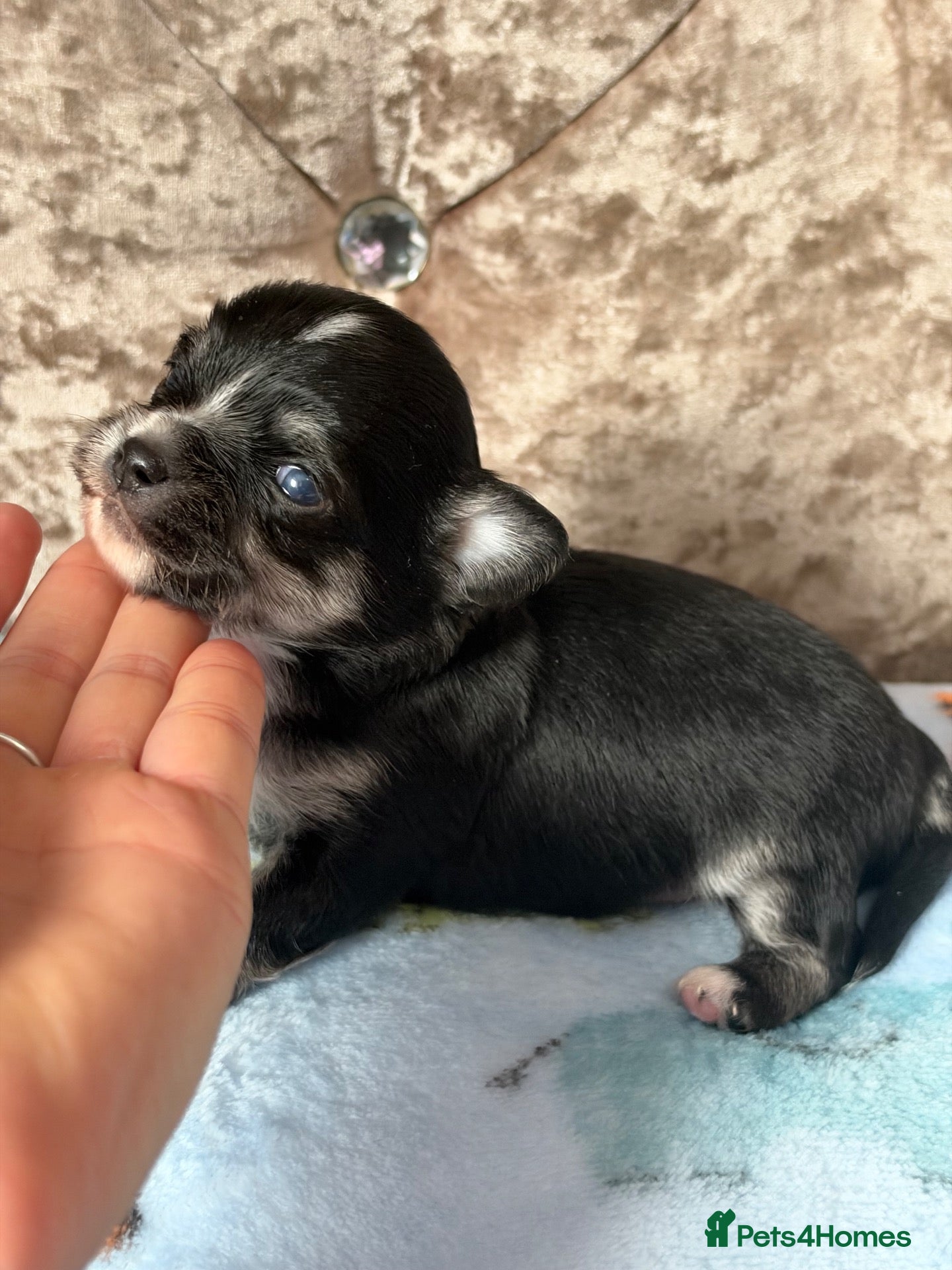 Chihuahua dogs Stunning quality KC reg long coat boy 🖤🤍  - Advert 2