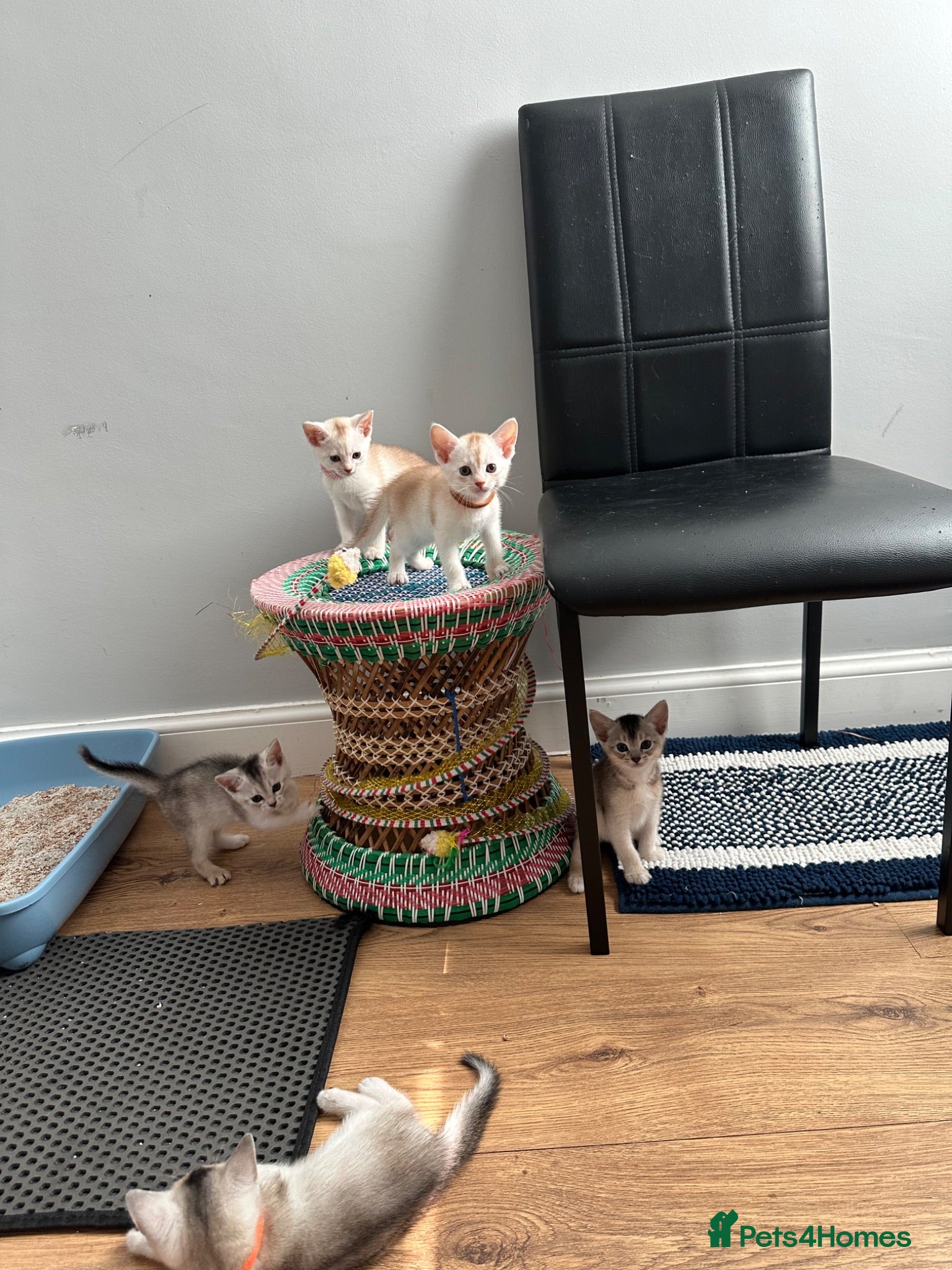 Abyssinian cats Silver Abyssinian kittens  - Advert 6