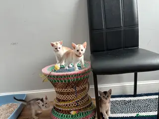 Abyssinian cats Silver Abyssinian kittens - Advert 6