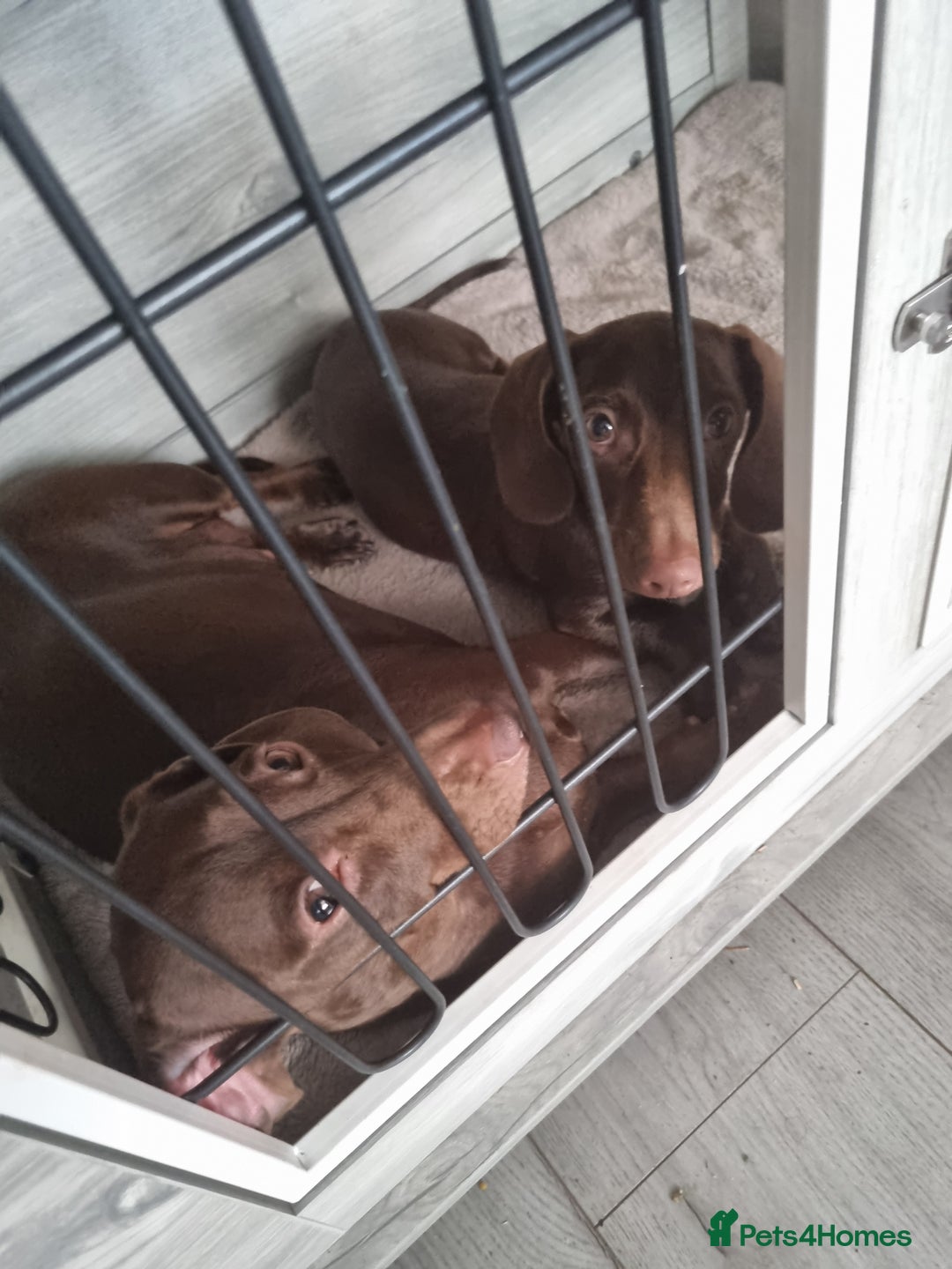 Dachshund dogs for sale: Male dashound  - Image 1