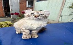 Keetso cats for sale: Stunning polydactyl longhaired snow leopard Keetso - Image 22
