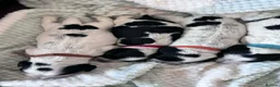 Cocker Spaniel dogs for sale: Working cocker spaniel puppies blue roan  - Advert 12