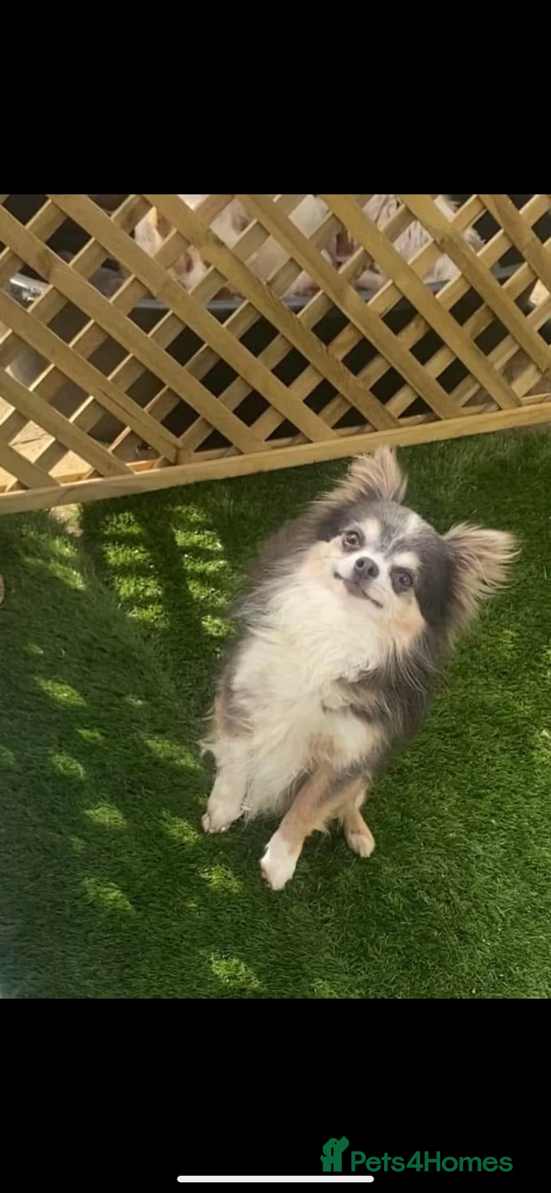 Chihuahua dogs for sale: Long coat chihuahua puppies  - Advert 10