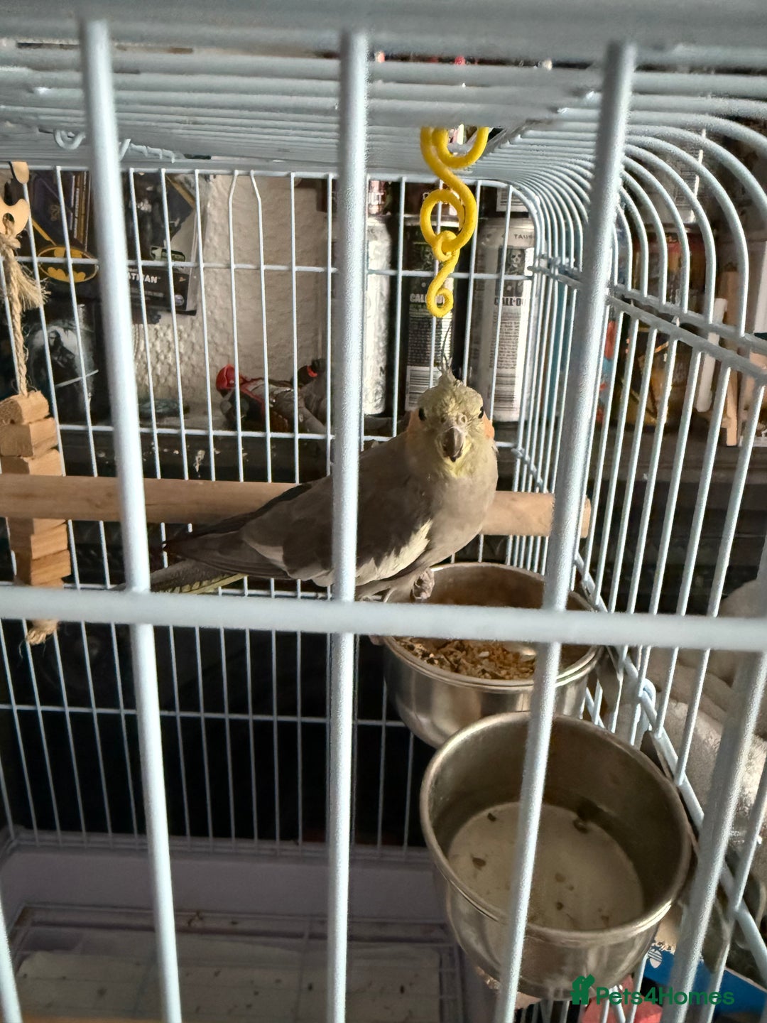 Cockatiels birds for sale: 2 female cockatiels 1 tame, 1 semitame - Image 3
