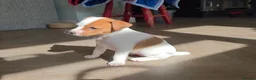 Jack Russell dogs for sale: Exquisite litter of Jack Russell Pups 🐾  - Advert 18