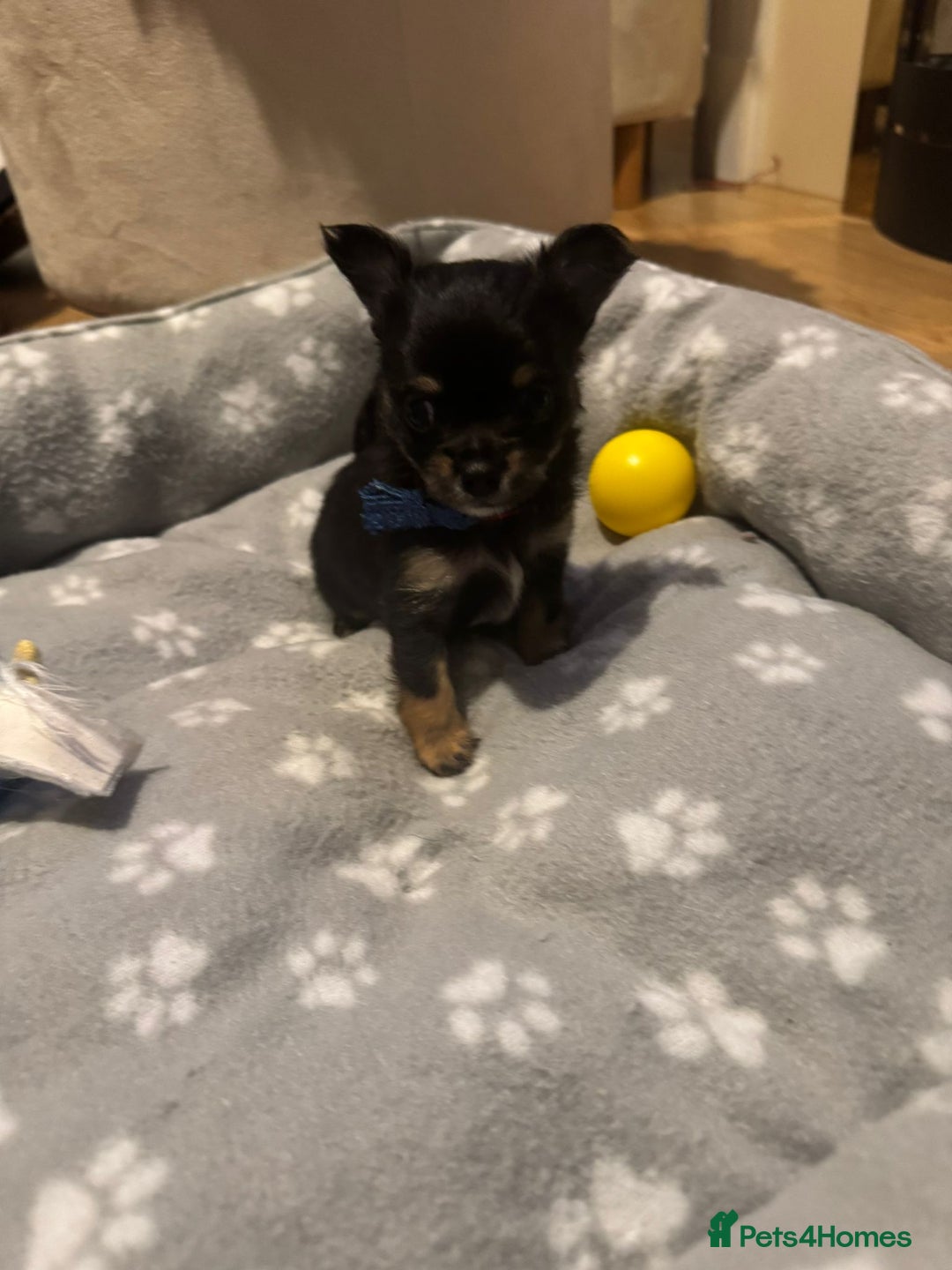 Chihuahua dogs for sale: Long Coat Chihuahua  - Advert 7