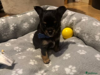 Chihuahua dogs Long Coat Chihuahua - Advert 5