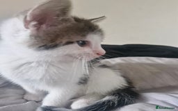 Mixed Breed cats for sale: 🐾 Rory & Charlie – Bengal Mix Boys 🐾 - Image 13
