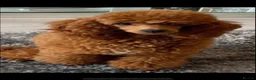 Cockapoo dogs for sale: COCKAPOOS TOY SIZE FOX RED show type lines - Advert 3