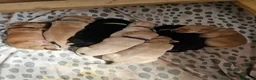 Labrador Retriever dogs for sale: Labrador Retriever Puppies🐶🐾 - Advert 11