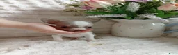 Chihuahua dogs for sale: Chihuahua puppy REDUCED PRICE - Advert 8