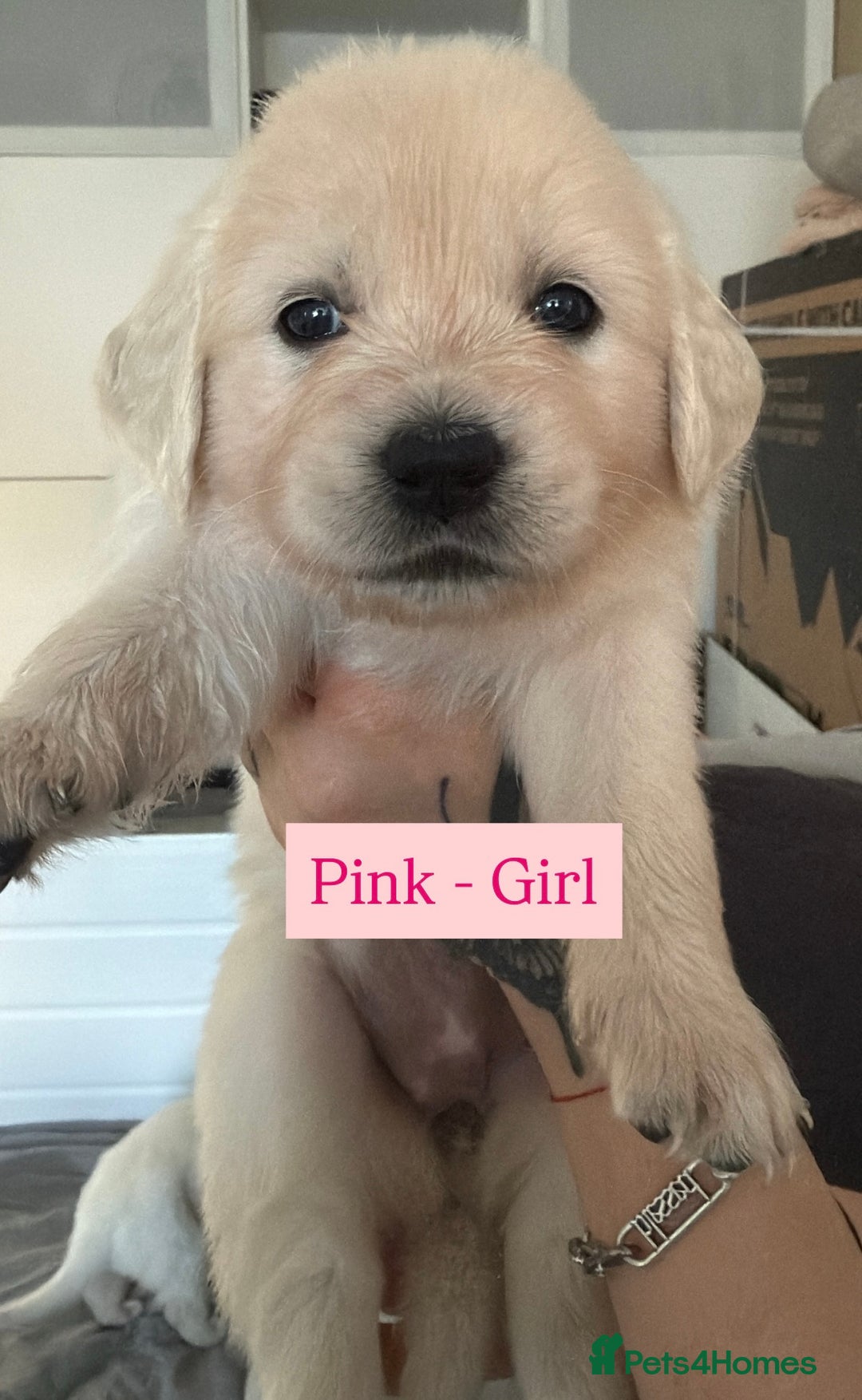 Golden Retriever dogs for sale: Golden Retriever Puppies 4 boys & 3 girls  - Image 27