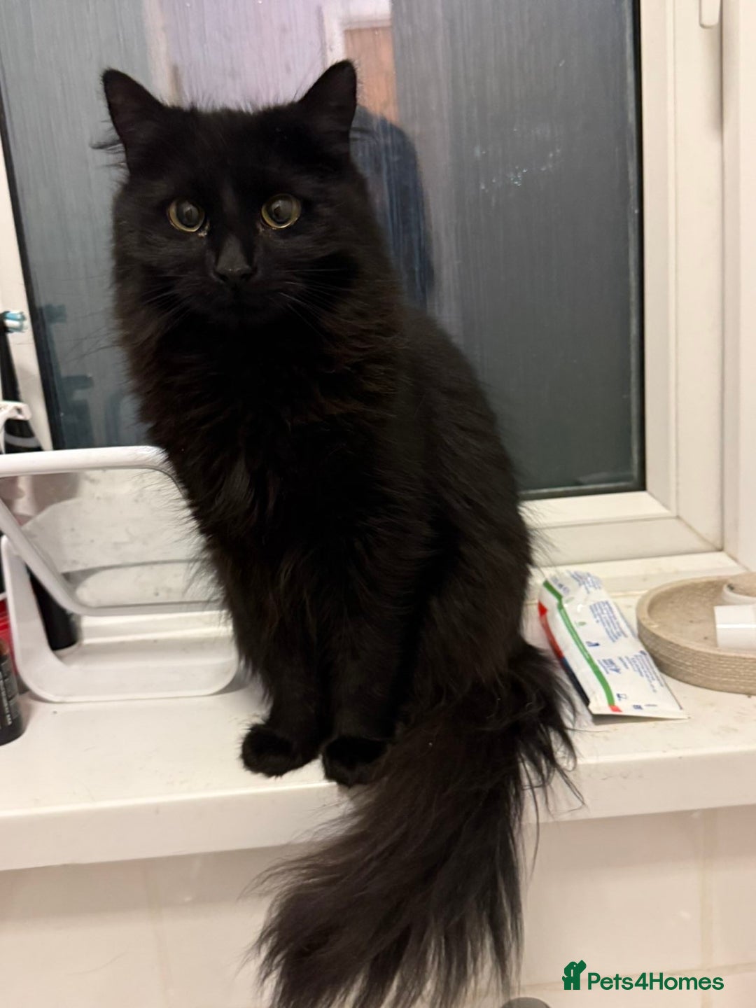 Mixed Breed cats for sale: Gorgeous fluffy cat - Advert 3