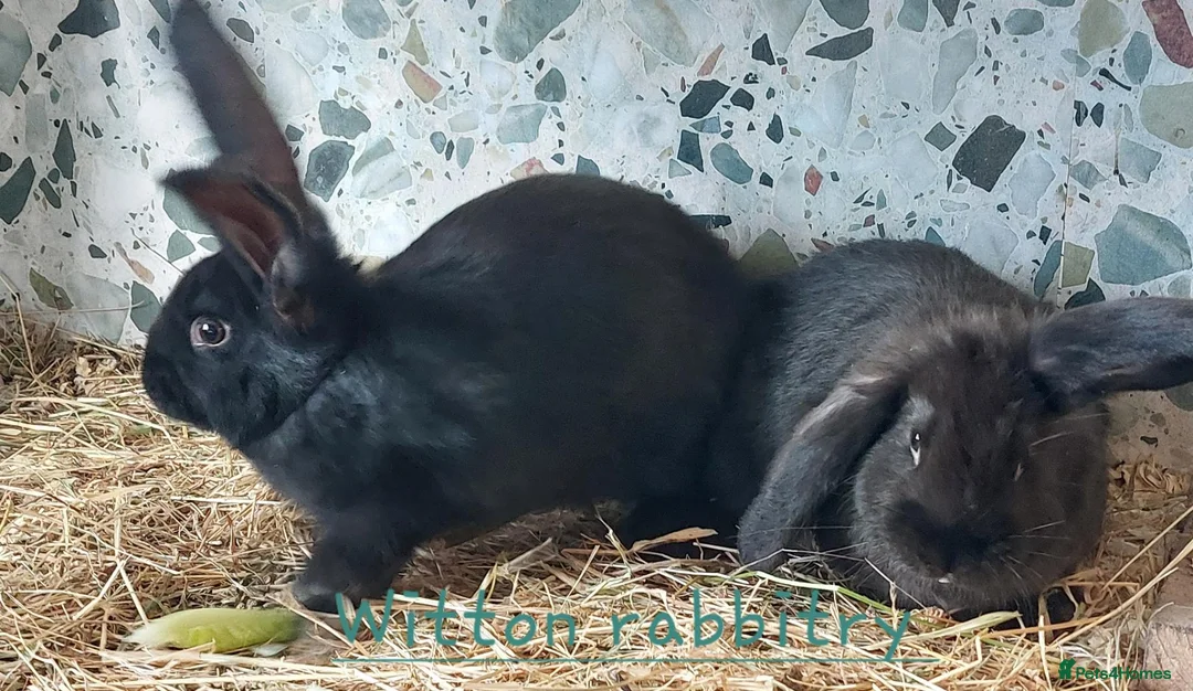 Continental Giant rabbits for sale: Continental X  in Durham - Advert 3