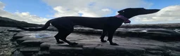 Mixed Breed dogs for adoption: ❤️🐶 LILY – EVERYTHING PEOPLE DREAM OF IN A DOG in Sale - Advert 3