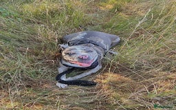 Alapaha Blue Blood Bulldog dogs for sale: Blue Merle with one blue and one green eye Female - Advert 7