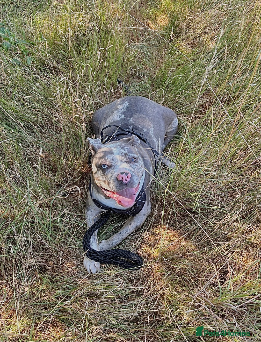 Alapaha Blue Blood Bulldog dogs for sale: Blue Merle with one blue and one green eye Female - Advert 7