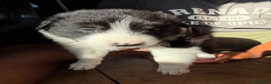 Border Collie 3