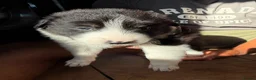 Border Collie dogs for sale: Border collie pups for sale in Barnsley - Advert 14
