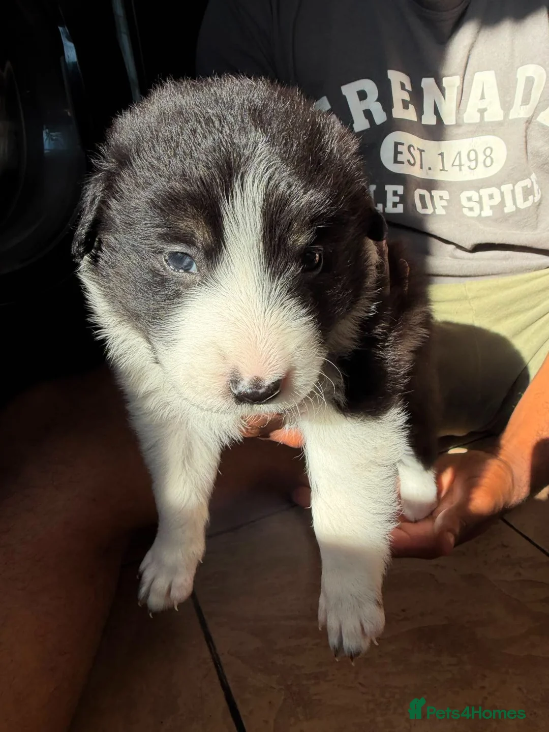 Border Collie dogs for sale: Border collie pups for sale in Barnsley - Advert 14