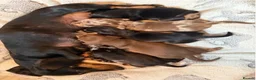 Miniature Dachshund dogs for sale: Beautiful Miniature Dachshund Puppies in Bath - Advert 16