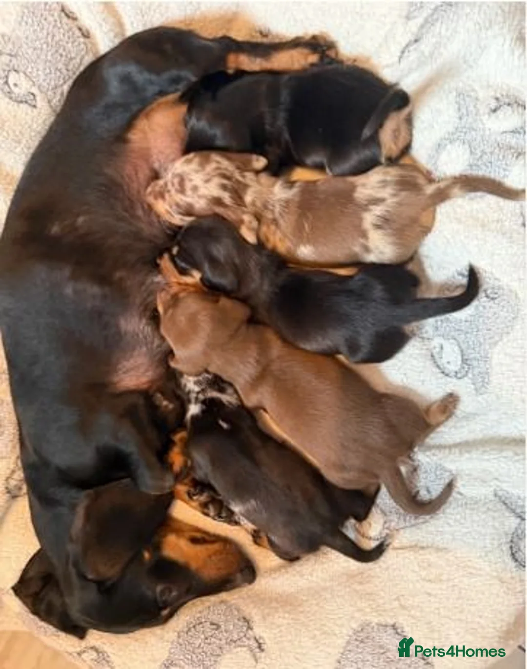 Miniature Dachshund dogs for sale: Beautiful Miniature Dachshund Puppies in Bath - Advert 16