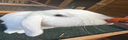 Mini Lop rabbits for sale: 🤍 Beautiful White Male English Lop Bunny 🤍 in Gloucester - Advert 3