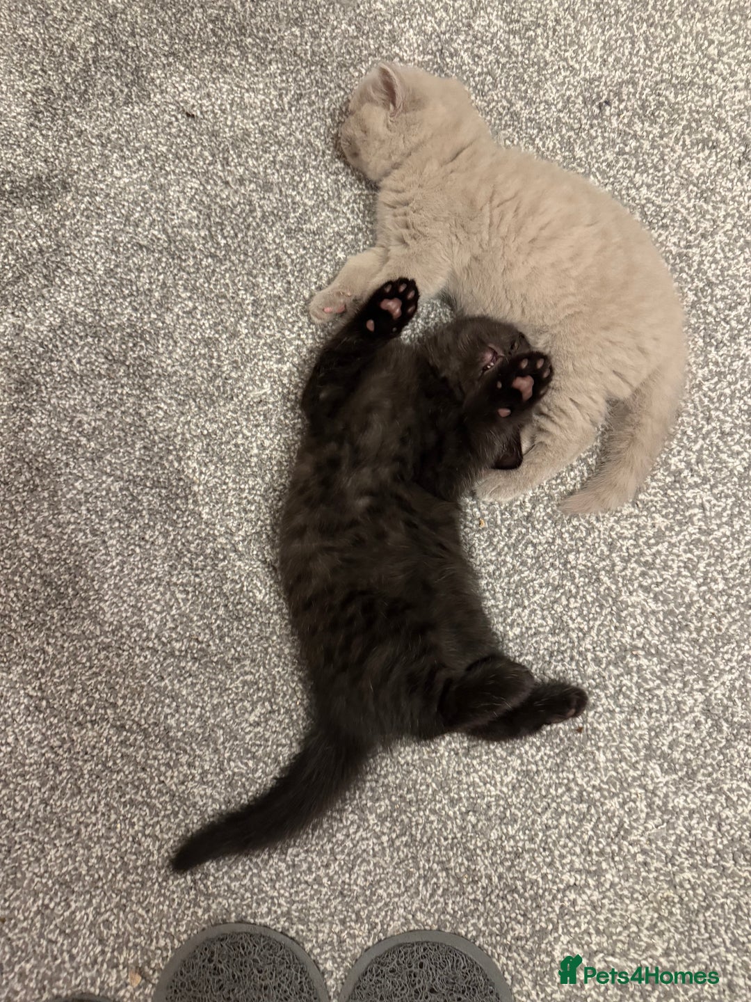 British Shorthair cats for sale: Champion Line British Shorthair Kittens - Image 12