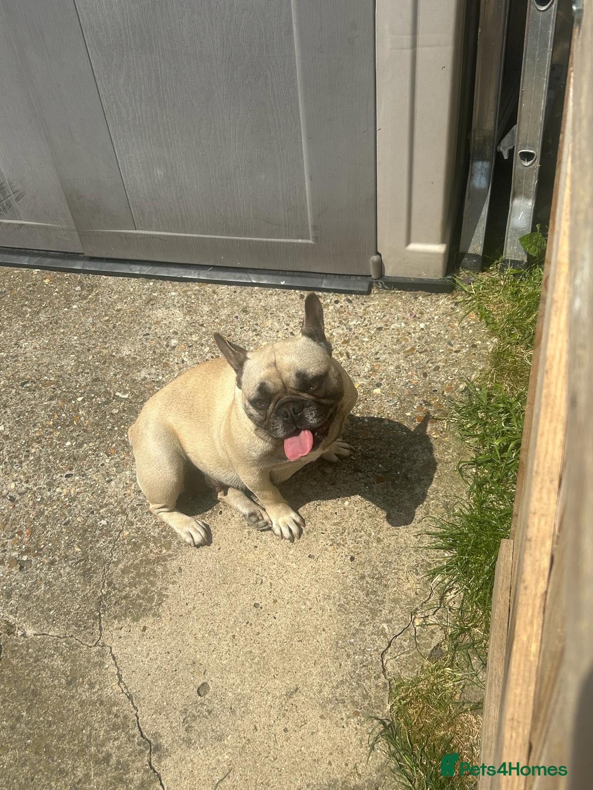 French Bulldog dogs Maisie kc reg french bulldog rehome  - Advert 1