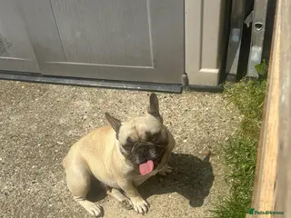 French Bulldog dogs Maisie kc reg french bulldog rehome - Advert 1