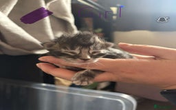 Maine Coon cats for sale: Maine coon cross  - Image 12