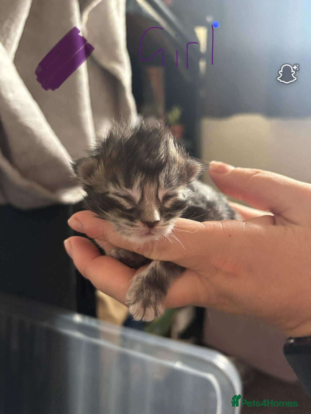 Maine Coon cats for sale: Maine coon cross  - Image 12