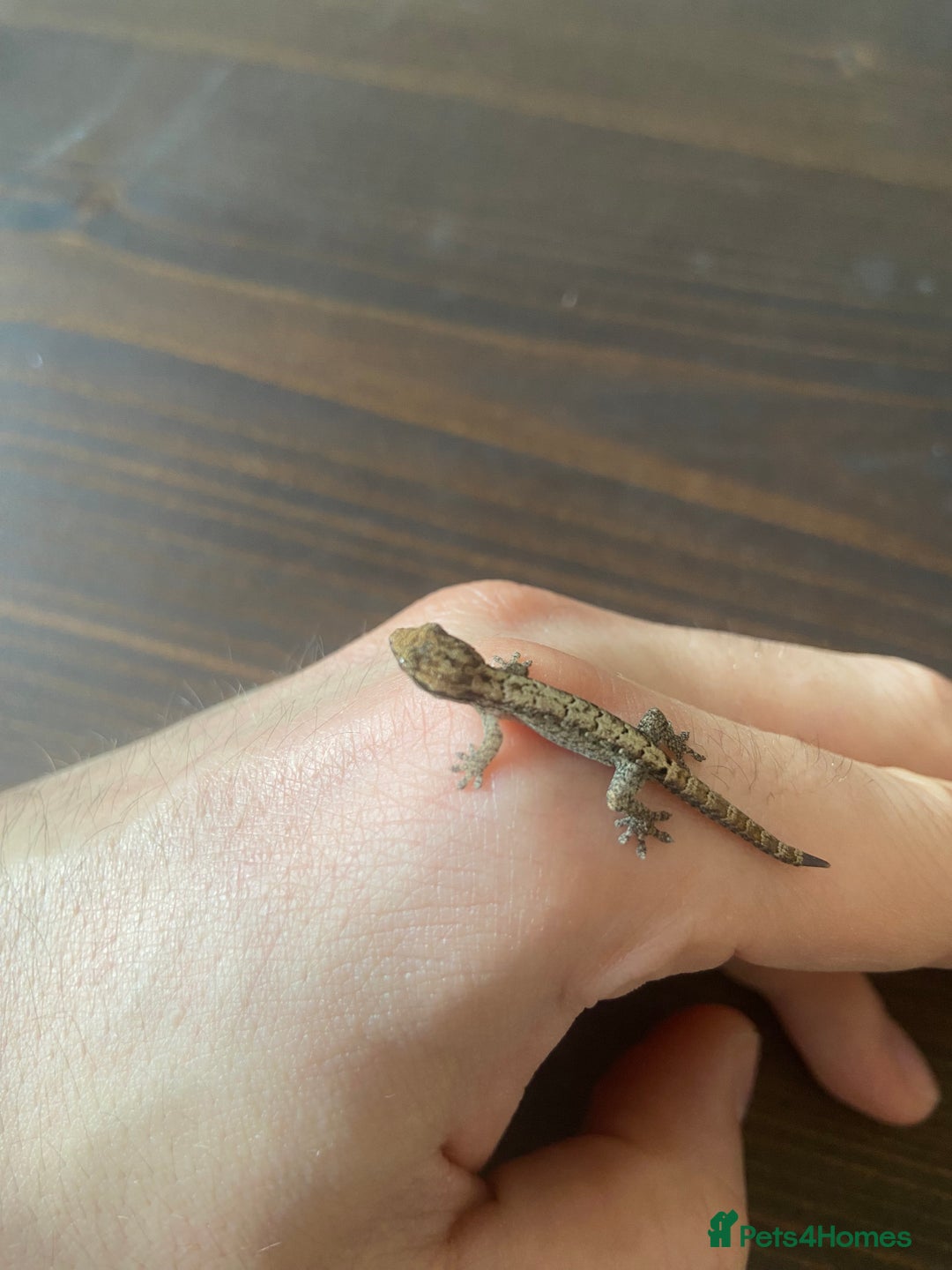 Gecko reptiles for sale: Mourning Gecko Juveniles [+ FREE PLANT CUTTING) - Advert 2