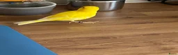 Canaries birds for sale: Five month old male canary in Woodbridge - Advert 5