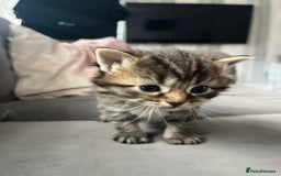 Ragdoll cats for sale: Ragdoll kittens  - Image 15