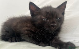 Domestic Shorthair cats for sale: 3 black kittens for sale  - Image 8