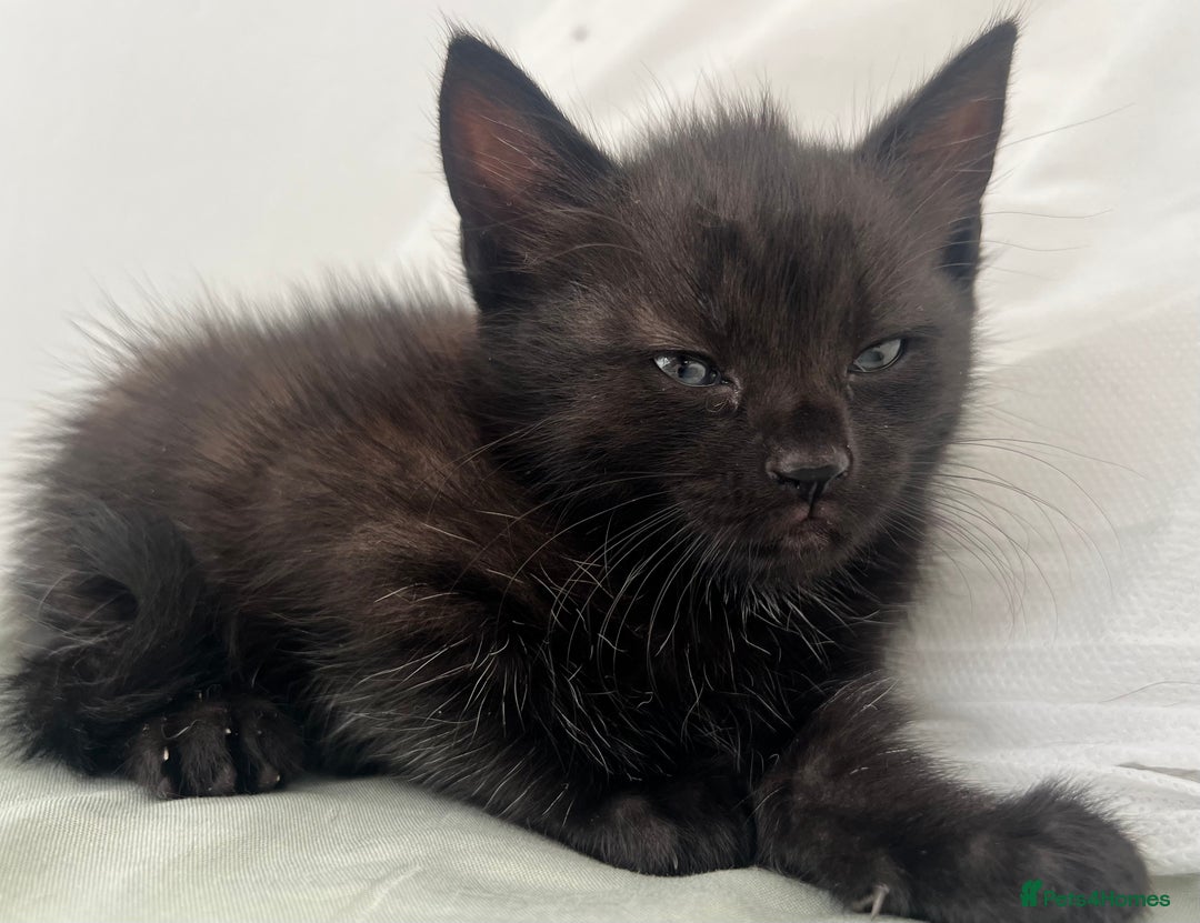 Domestic Shorthair cats for sale: 3 black kittens for sale  - Image 8