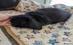 Mini Lop rabbits for sale: Gorgeous pure mini lops. Very friendly! - Image 7