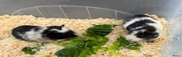 Guinea Pig rodents for sale: Guinea pigs in need of new homes!  - Advert 10