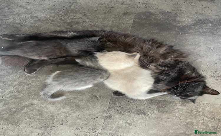 Mixed Breed cats - Advert 3
