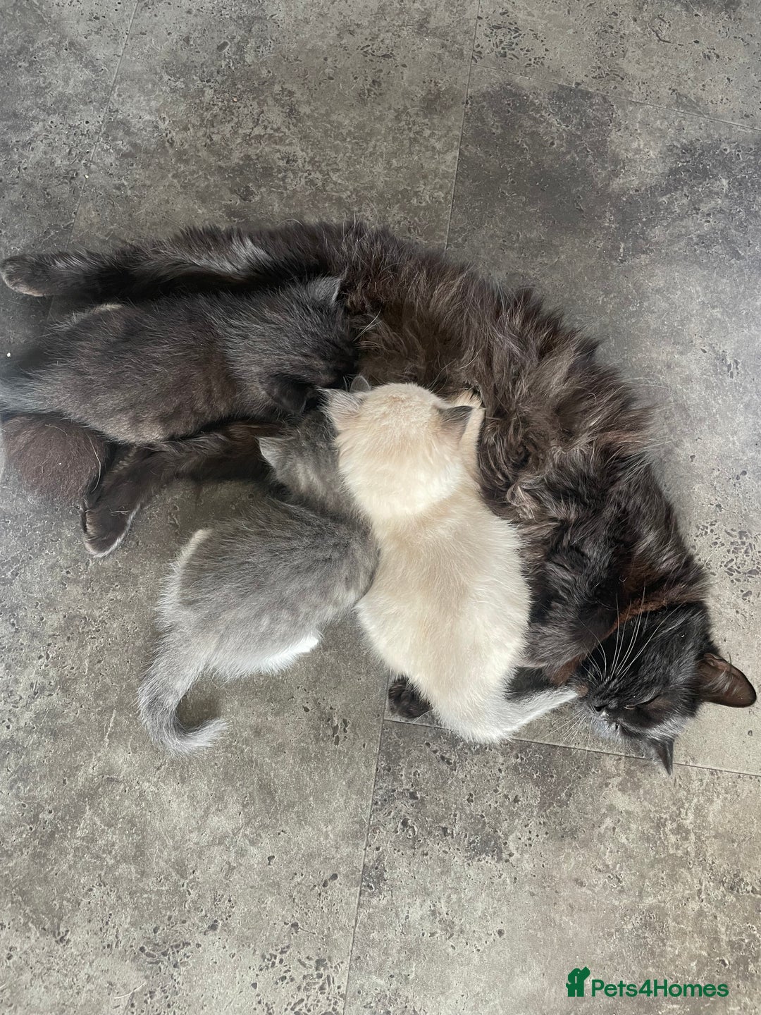Mixed Breed cats for sale: 3 beautiful ragdoll cross  - Image 1
