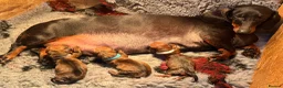 Dachshund dogs for sale: Standard dachshund  - Advert 1