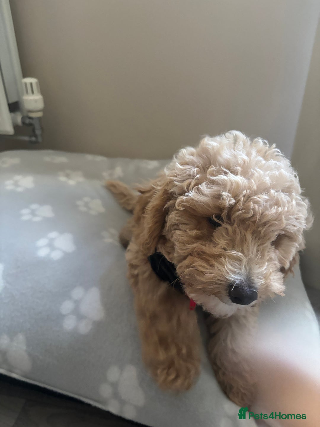 Toy Poodle dogs for sale: Last Toy Poodle Girl Waiting for her Forever Home - Image 4