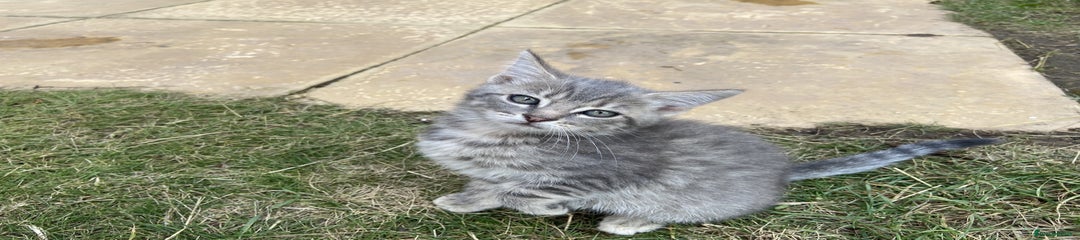 'Tigger'