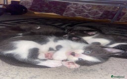 Domestic Shorthair cats for sale: Adorable Black & White Kittens  - Image 2