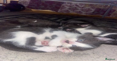 Domestic Shorthair cats - Advert 14